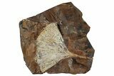 Double-Sided Fossil Ginkgo Leaves From North Dakota - Paleocene #263027-1